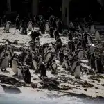 Pinguinkolonie am Strand vom Boulders Beach, Simon's Town, Kapstadt