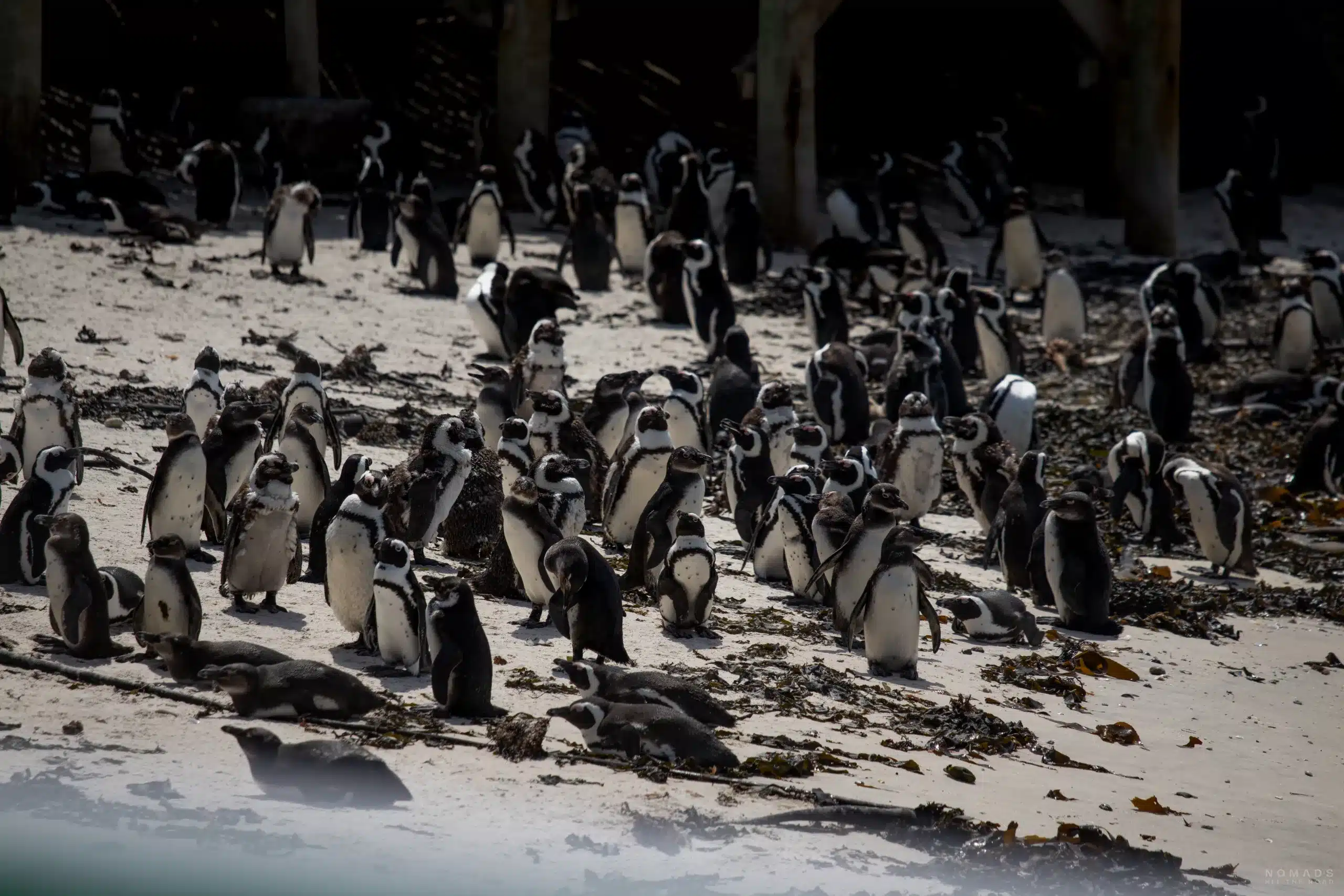Pinguinkolonie am Strand vom Boulders Beach, Simon's Town, Kapstadt