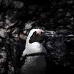 Afrikanischer Pinguin in Nahaufnahme