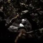 Afrikanischer Pinguin versteckt im Unterholz am Boulders Beach, Simon's Town, Kapstadt
