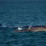 Walsichtung auf Tour bei Walbeobachtung in Hermanus