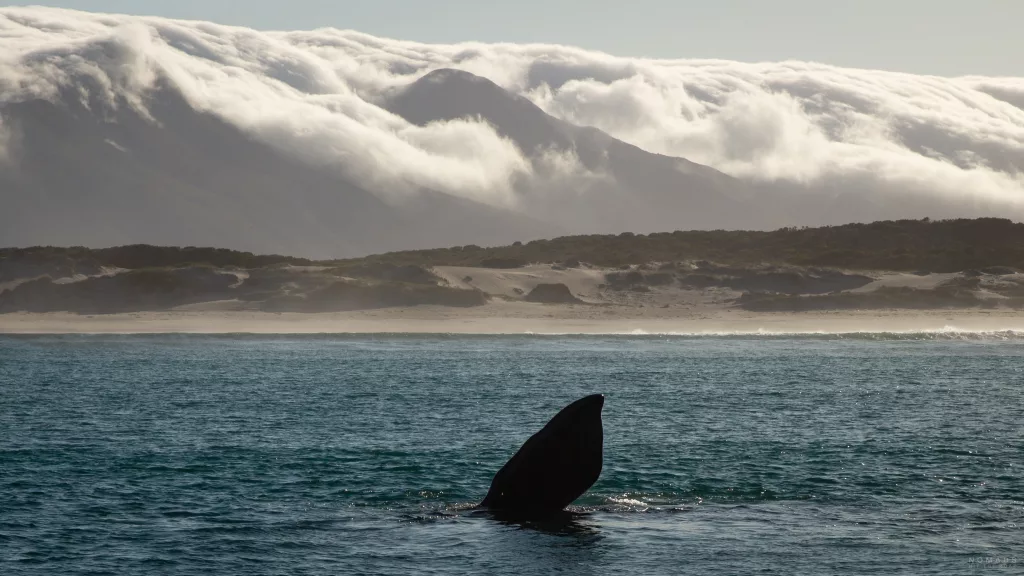 Whale Watching in Hermanus mit einer Walflosse, die aus dem Meer ragt vor einer in Wolkennebel liegenden Küste