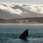 Walflosse vor Küste, die halb im Wolkennebel liegt, in Hermanus