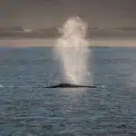 Walblas bin Hermanus auf einer Walbeobachtung