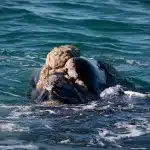 Kopf von Südkaper Wal oder Southern Right Whale bei Walbeobachtung in Hermanus