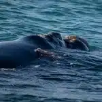 Kopf von Südkaper Wal oder Southern Right Whale bei Walbeobachtung in Hermanus