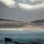 Walkörper mit Flosse von Südkaper Wal oder Southern Right Whale bei Walbeobachtug in Hermanus