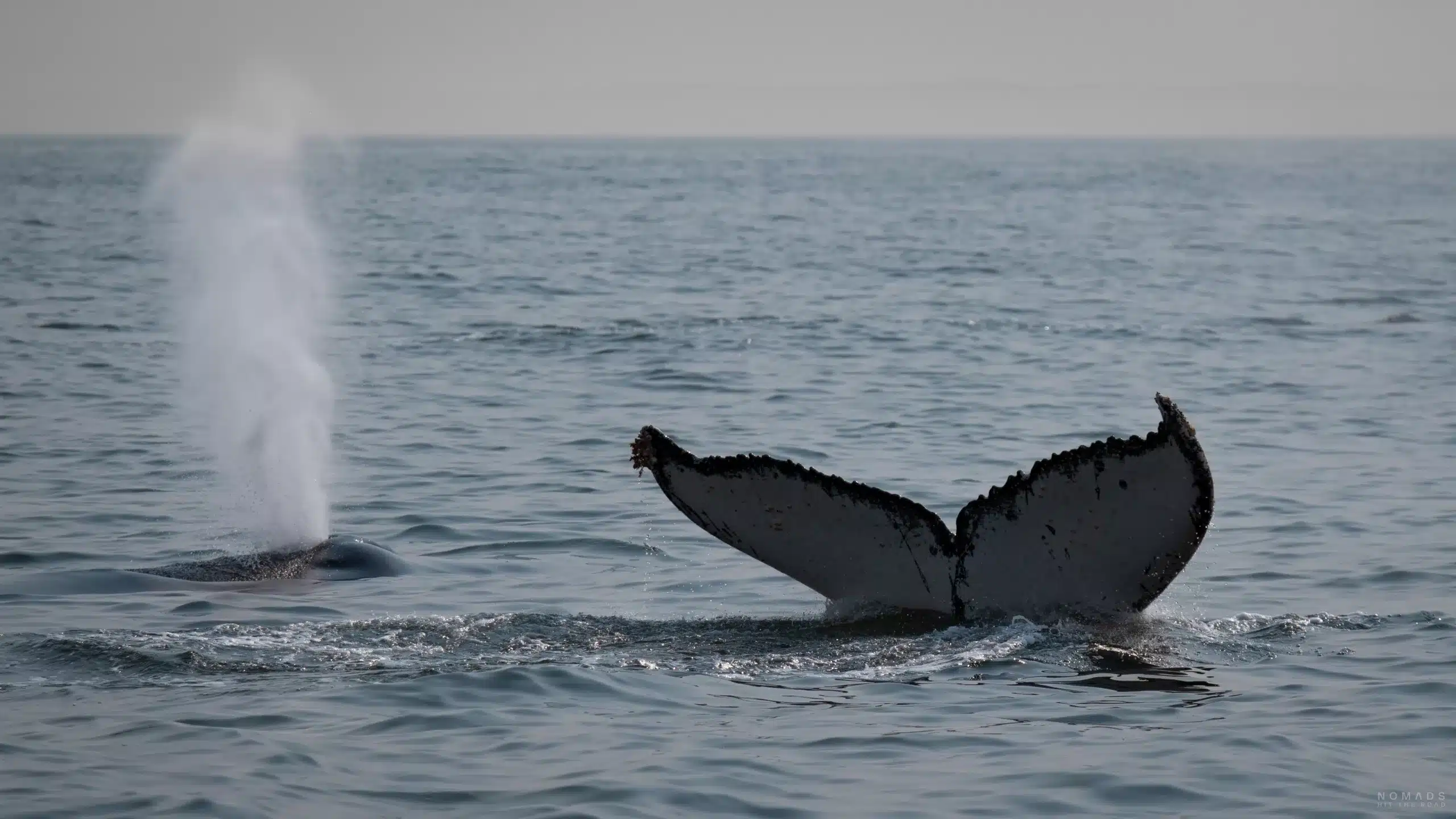 Walflosse beim Whale Watching in Hermanus