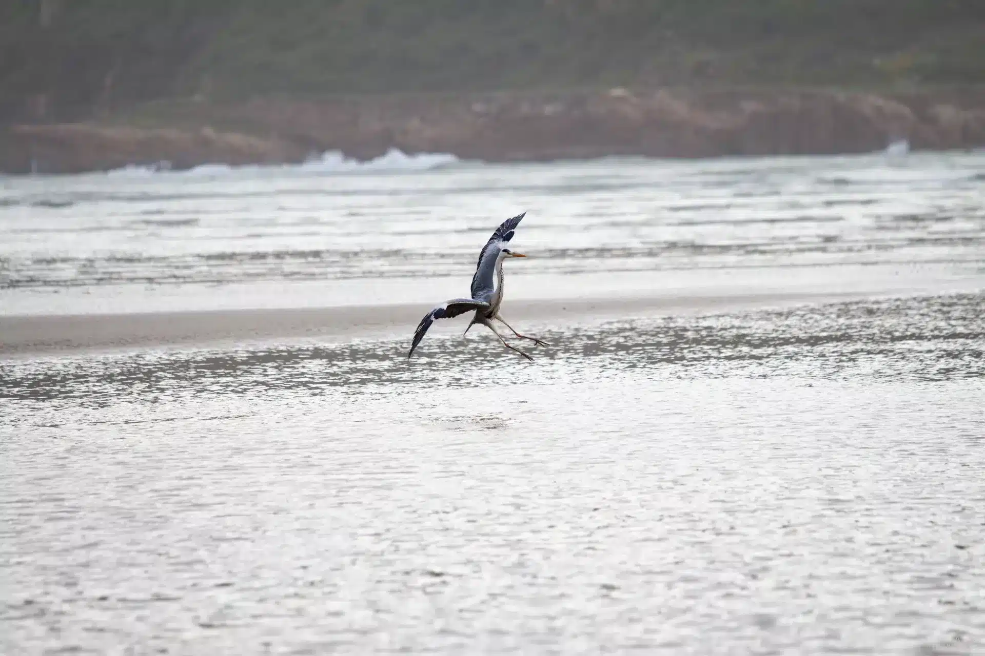 Reiher im Landeanflug in Laguna in Knysna