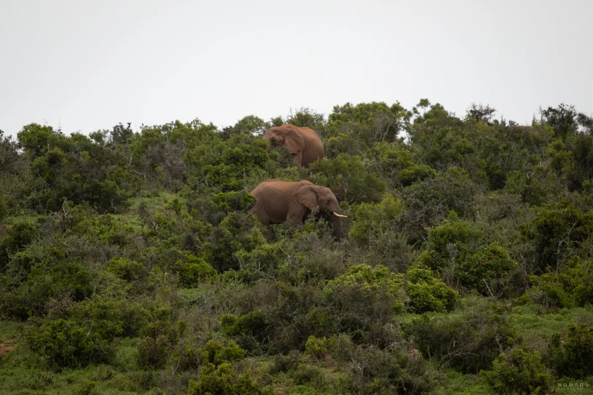Elefanten im Gebüsch im Addo Elephant National Park