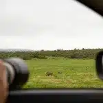 Warzenschweine und Elefanten aus einem Auto heraus fotografiert im Addo Elephant Park