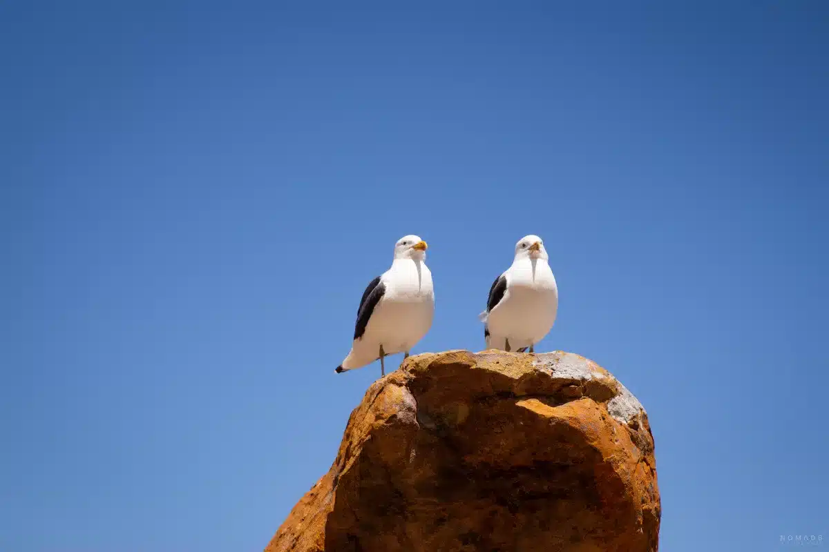 Zwei Möwen auf einem Stein auf dem Robberg Hiking Trail in Plettenberg Bay