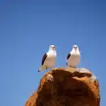 Zwei Möwen auf einem Stein auf dem Robberg Hiking Trail in Plettenberg Bay