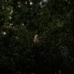 Dunkle Büsche mit nassen kleinen grau braunen Vogel auf einem Ast