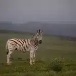 Einzelnes Zebra auf einer Wiese vor dunklen und regnerischen Wolken im Hintergrund im Addo Elephant Park