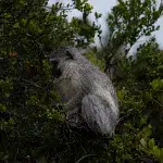 Durchnässter Affe sitzt in einem Baum