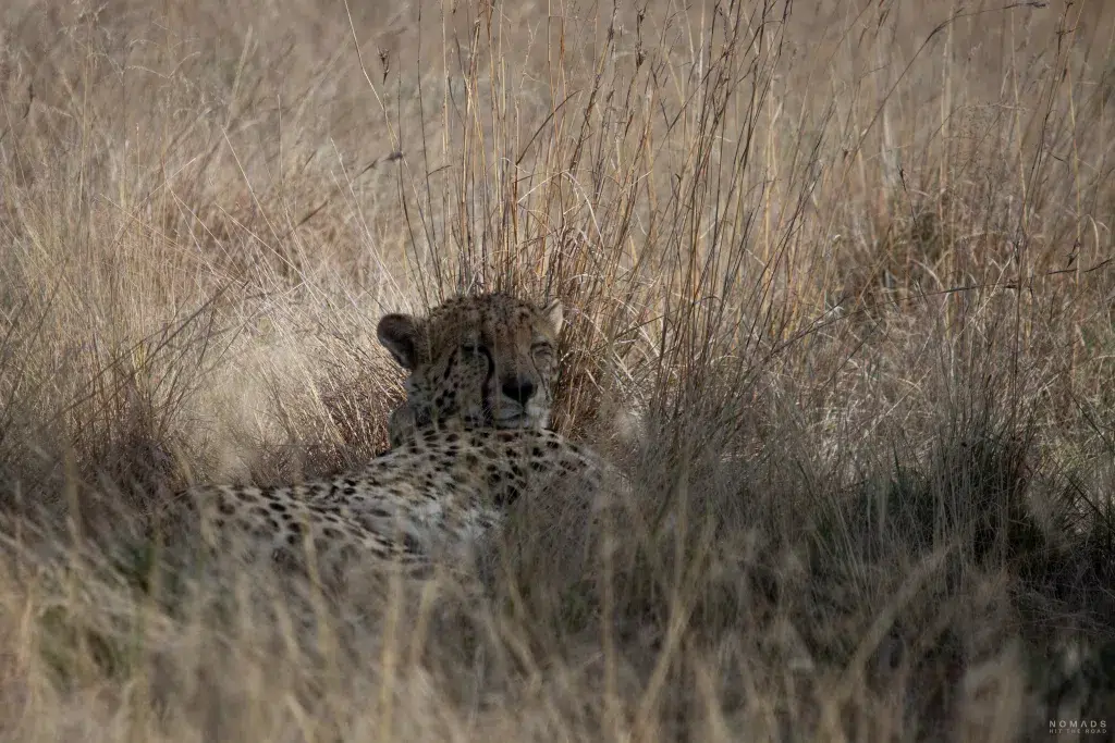 Nahaufnahme eines Geparden während des Geparden Tracking im Mountain Zebra Nationalpark