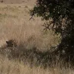 Gepard liegt im Schatten neben einem Busch im hohen Gras