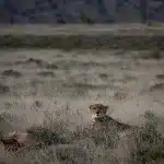 Leopard sitzt im hohen Gras und schaut direkt in die Kamera