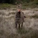Berg-Zebra im Mountain Zebra National Park mit Fell, dass einen bräunlichen Farbton hat