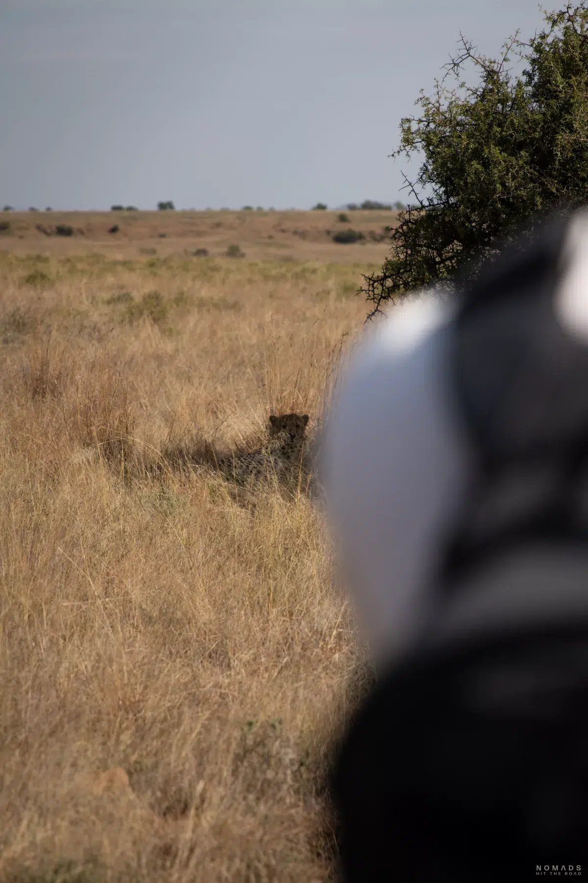 Sichtung eines Geparden auf Geparden Tracking zu Fuß im Mountain Zebra National Park