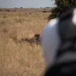 Sichtung eines Geparden auf Geparden Tracking zu Fuß im Mountain Zebra National Park