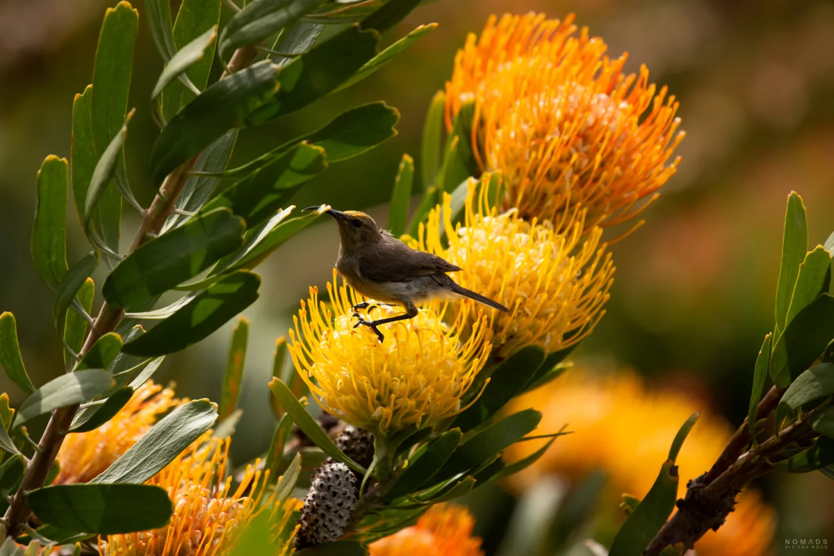 Kolibri inmitten von gelben Blumen im Kirstenbosch mit seiner Artenvielfalt von Flora und Fauna.