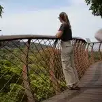 Fee auf Baumwipfeldpfad im Kirstenbosch National Botanical Garden