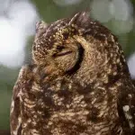 Schlafende Eule