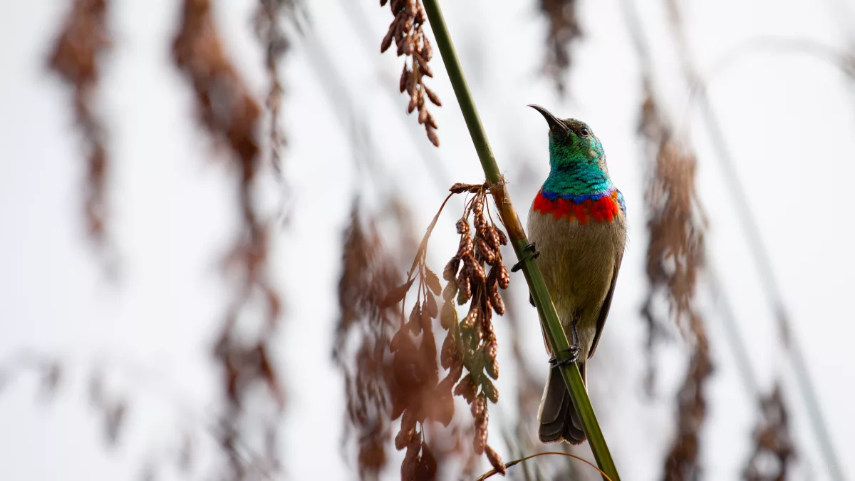 Bunter Kolibri mit blauem Kopf und rotem Halskranz