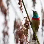 Bunter Kolibri mit blauem Kopf und rotem Halskranz