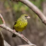 Gelber Singvogel auf einem Ast sitzend