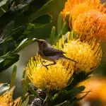 Brauner Kolibri auf gelber Protea Blüte