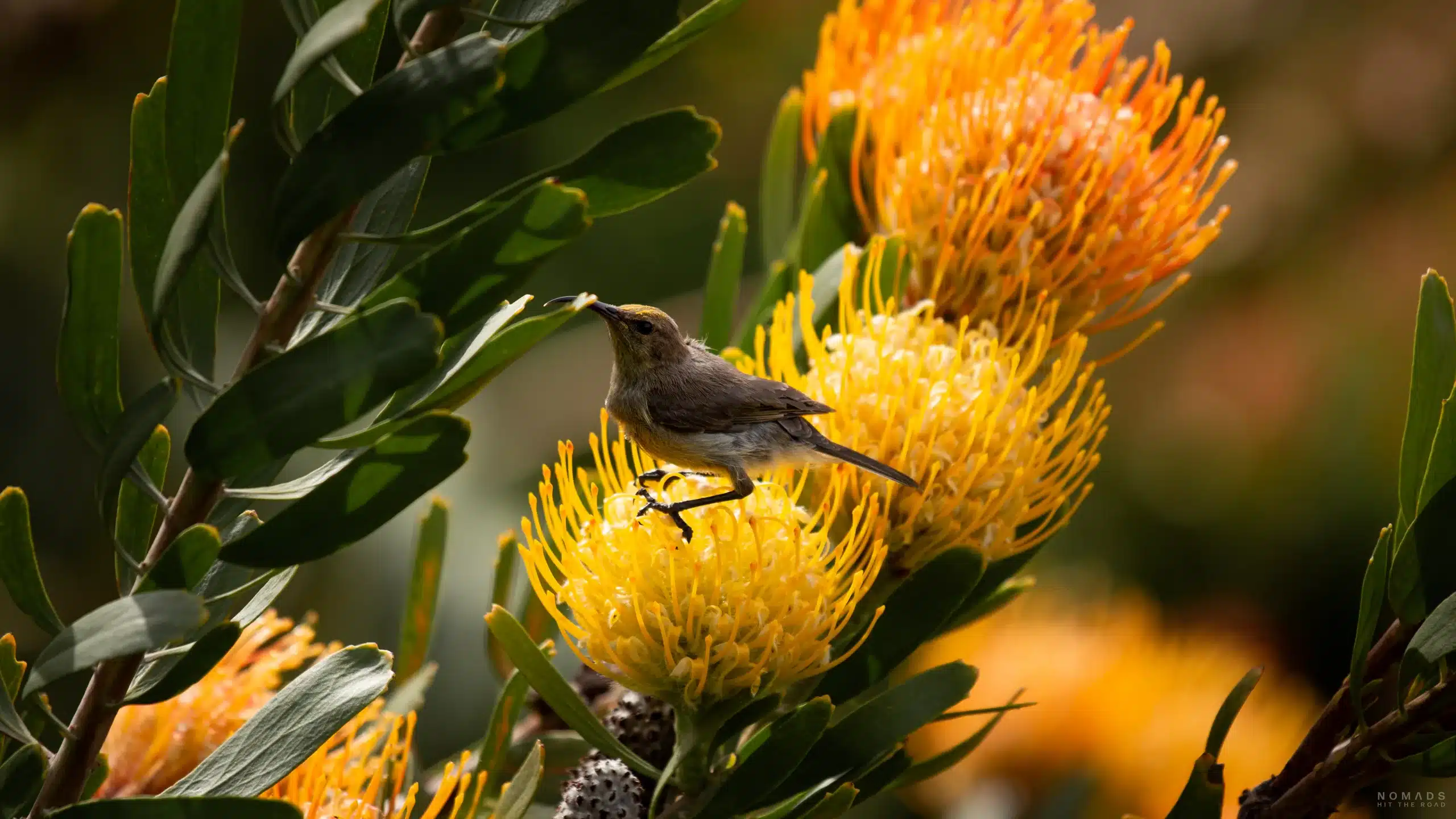 Brauner Kolibri auf gelber Protea Blüte
