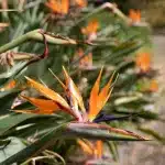 Paradiesvogelblume in Orange und lila