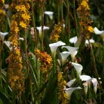 Weiße Blumen inmitten von gelben Blumen