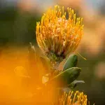 Gelbe Protea Pflanze im Kirstenbosch National Botanical Garden