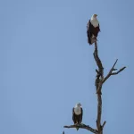 Zwei Adler sitzen auf Baumästen
