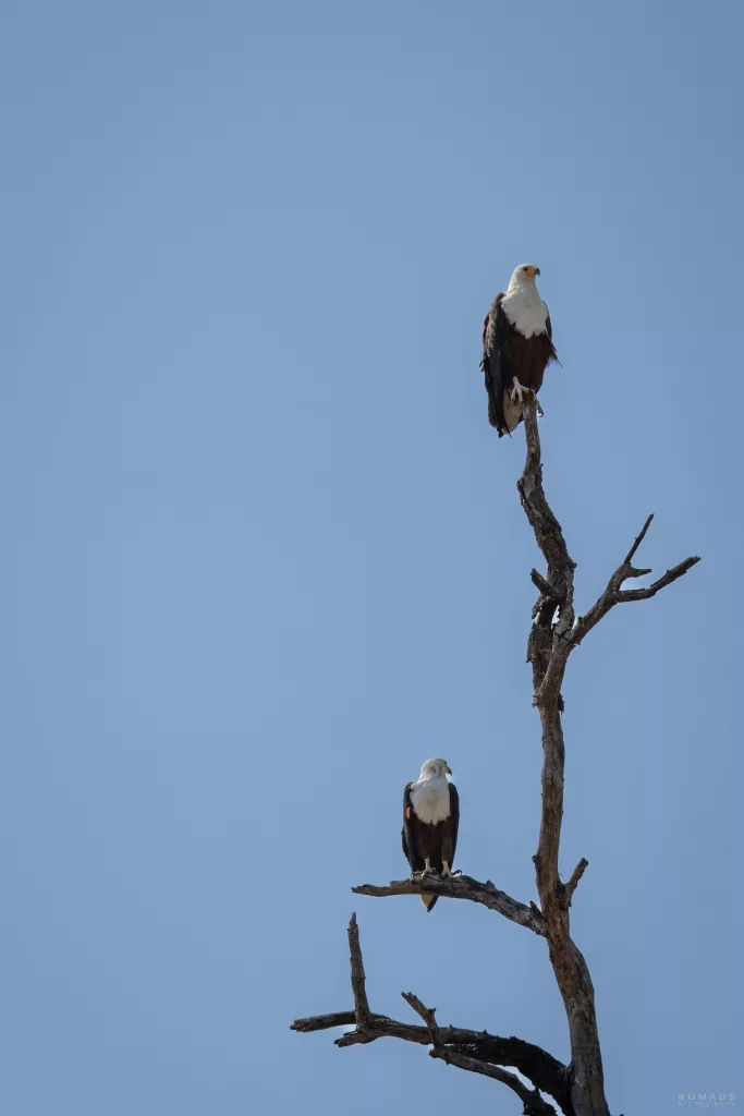 Zwei Adler im Baum sitzend