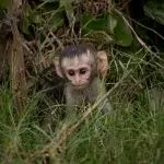 Baby Affe im Gebüsch auf Safari im Kruger National Park