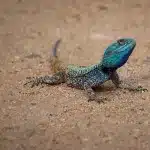 blaue Eidechse auf Sandboden