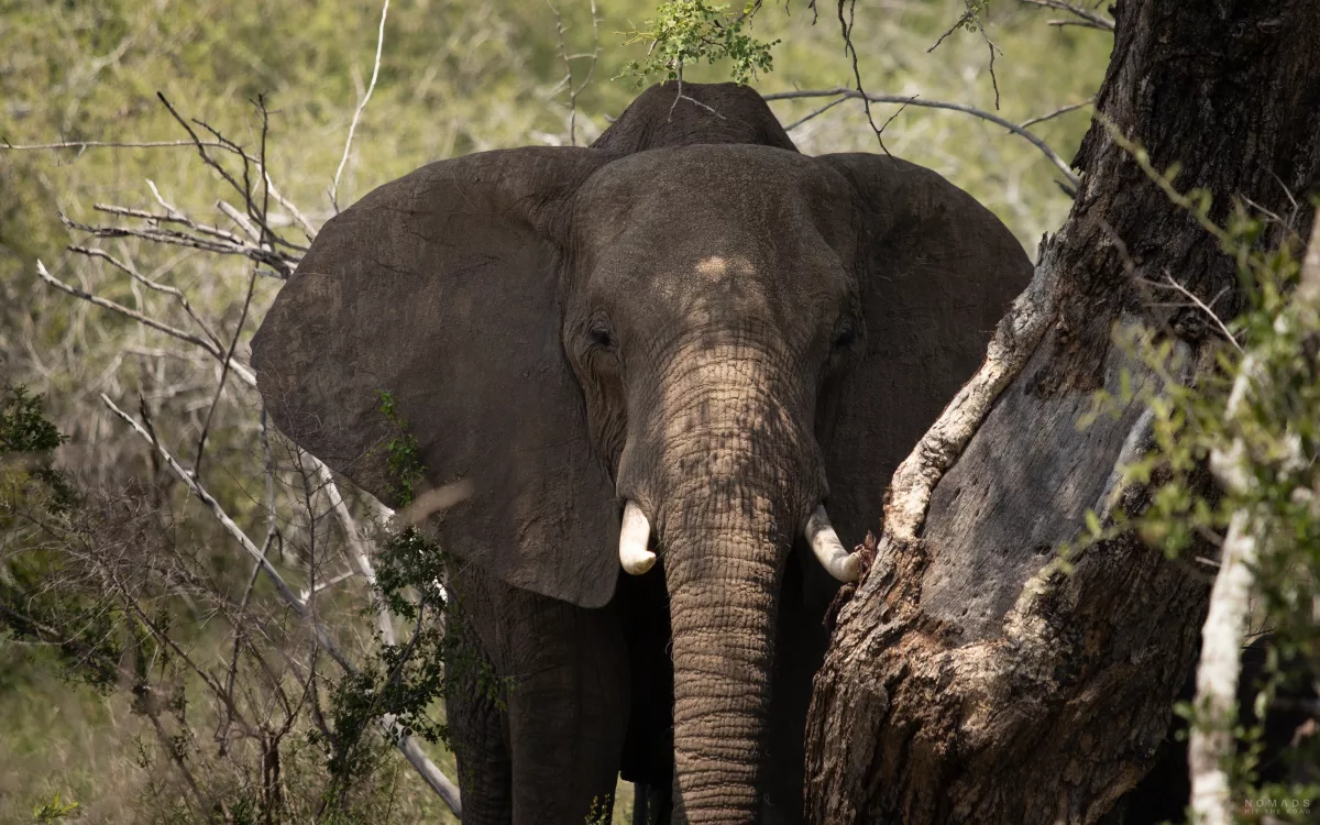 Elefant im Schatten unter einem Baum
