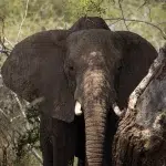 Elefant im Schatten unter einem Baum