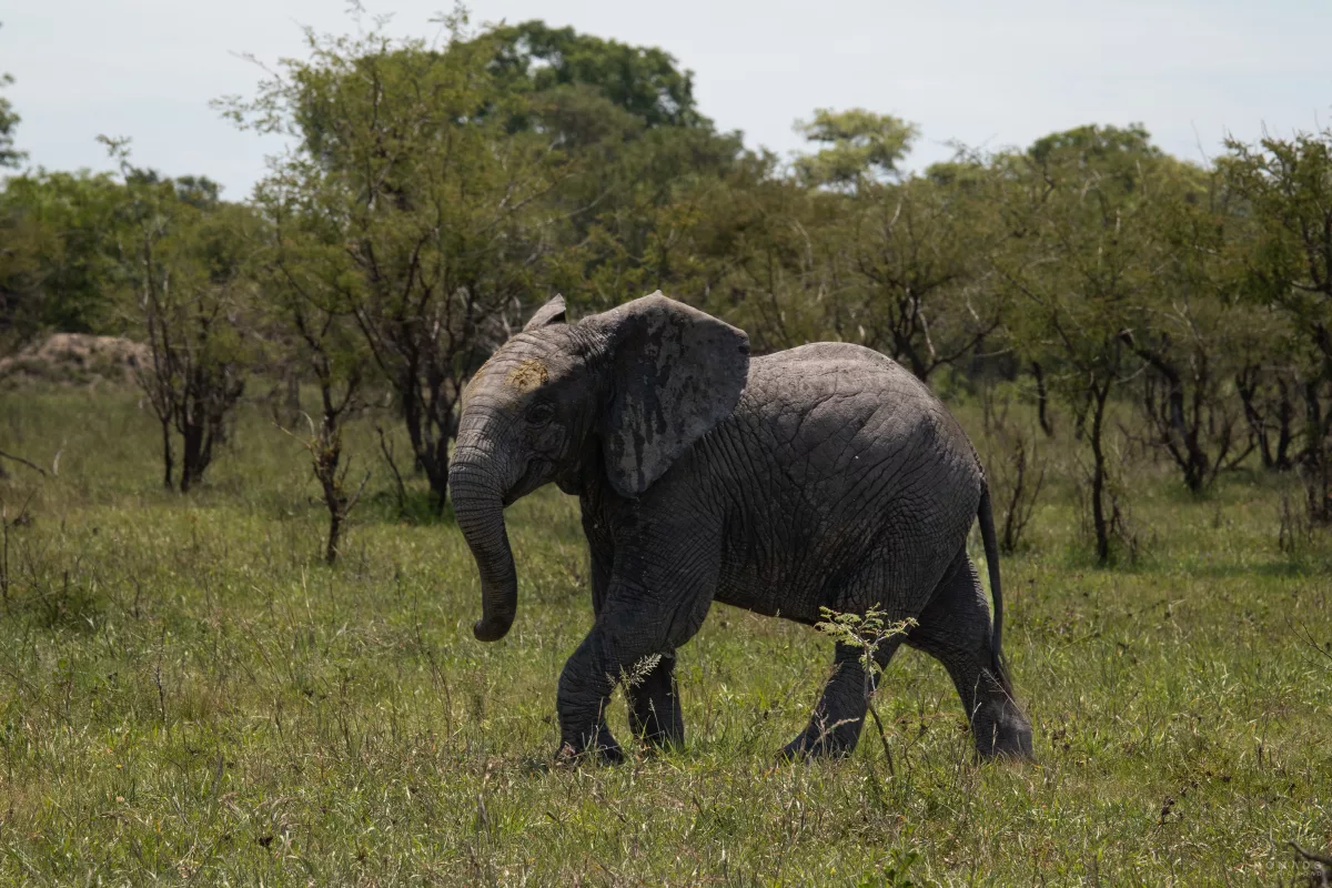 Elefant seitlich auf Safari im Kruger National Park