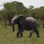Elefant seitlich auf Safari im Kruger National Park