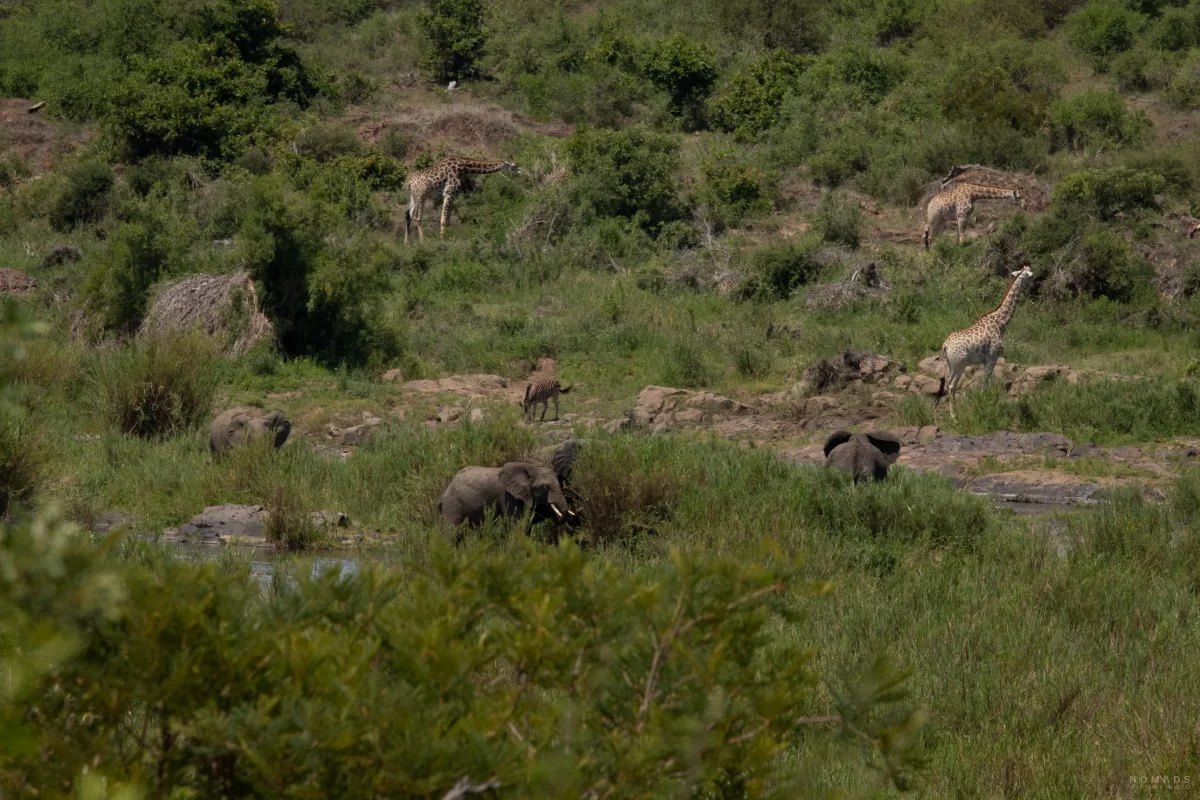Elefanten, Giraffen und Zebras im Grünen auf Safari im Kruger National Park