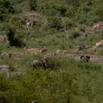 Elefanten, Giraffen und Zebras im Grünen auf Safari im Kruger National Park