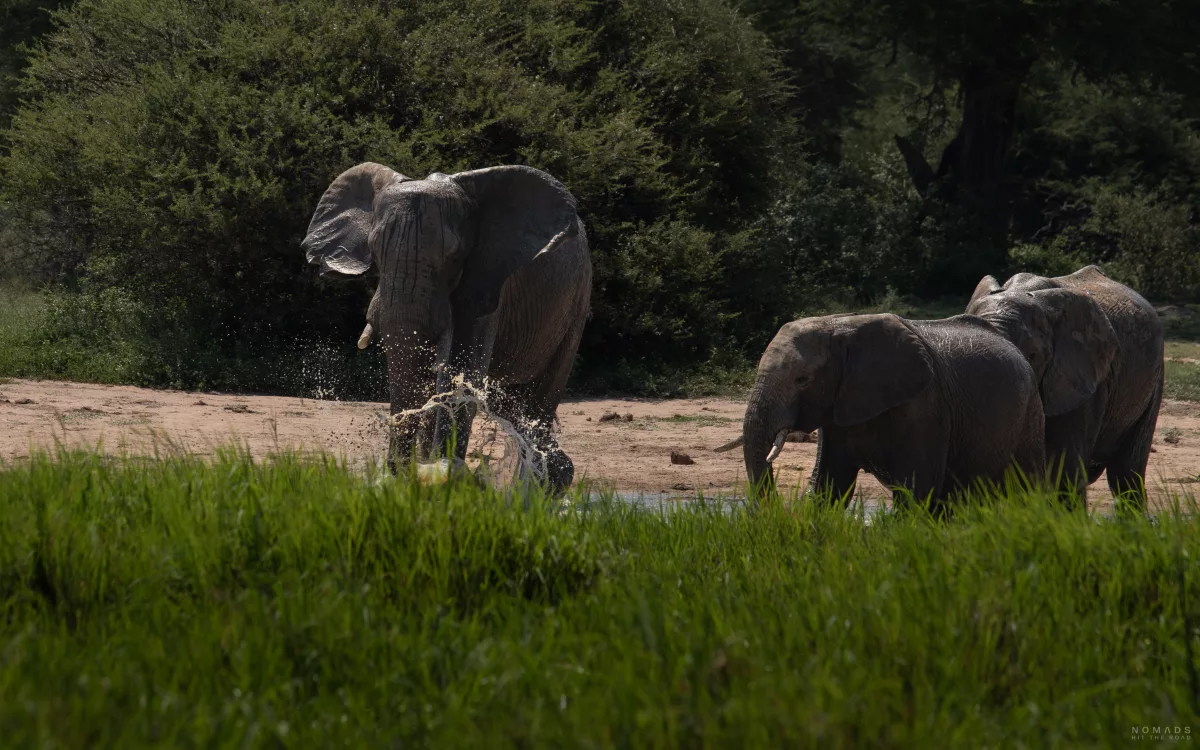 Drei Elefanten am Wasserloch vor hohem Gras