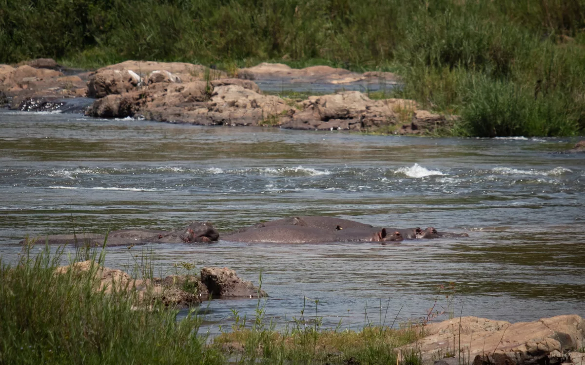 Hippo Pool im Kruger National Park