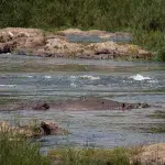 Hippo Pool im Kruger National Park